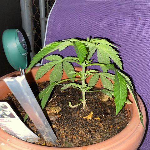 Audrey Marie growlog timeline photo