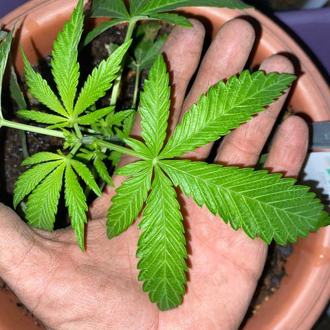 Audrey Marie growlog timeline photo