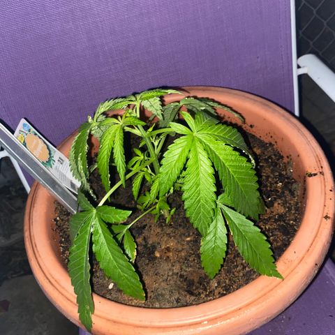 Audrey Marie growlog timeline photo
