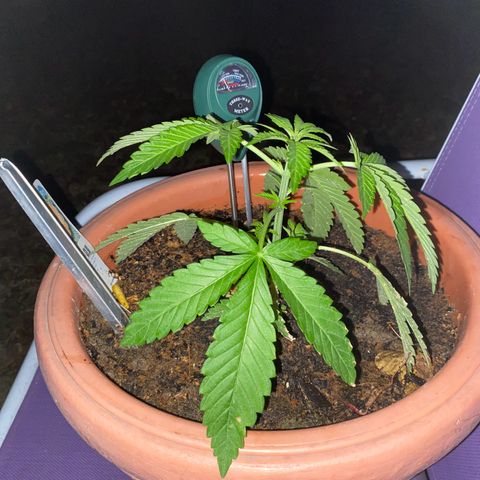 Audrey Marie growlog timeline photo