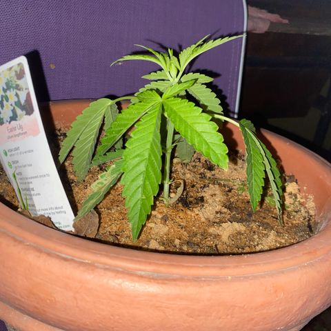 Audrey Marie growlog timeline photo