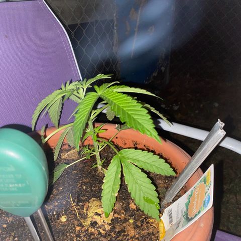 Audrey Marie growlog timeline photo