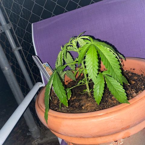 Audrey Marie growlog timeline photo