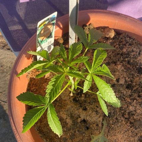 Audrey Marie growlog timeline photo