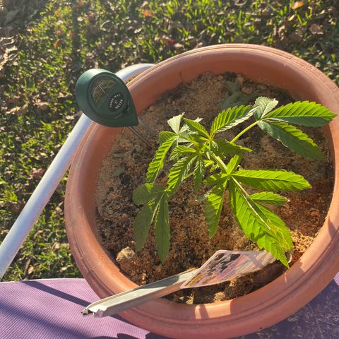 Audrey Marie growlog timeline photo
