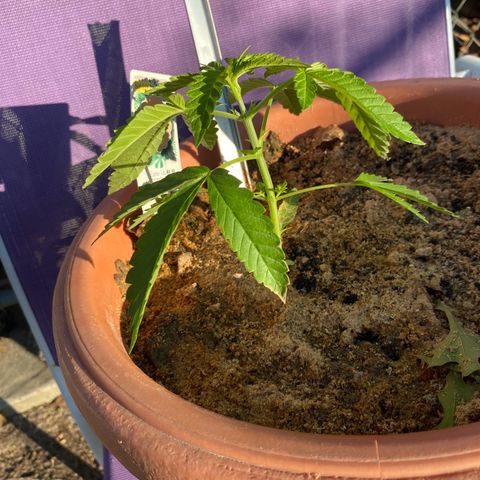 Audrey Marie growlog timeline photo