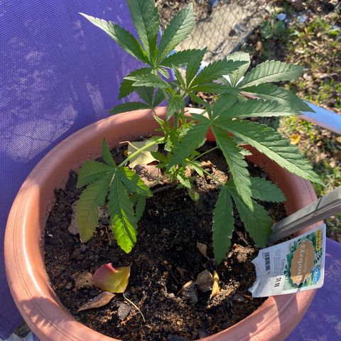 Audrey Marie growlog timeline photo