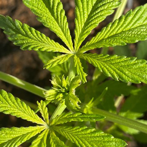 Audrey Marie growlog photo: Huge beautiful sunlight and she’s showing how big she wants to be! You are a true beauty Audrey
