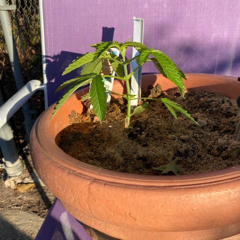 Audrey Marie growlog timeline photo