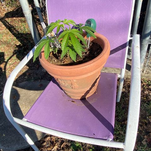 Audrey Marie growlog photo: Huge beautiful sunlight and she’s showing how big she wants to be! You are a true beauty Audrey
