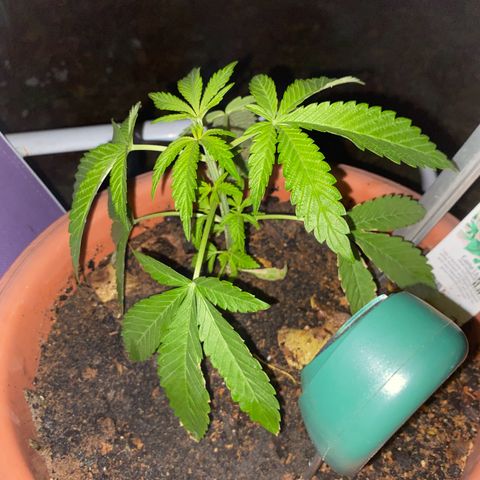 Audrey Marie growlog timeline photo