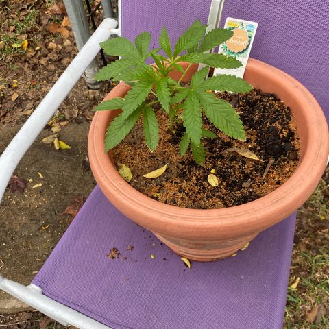 Audrey Marie growlog timeline photo