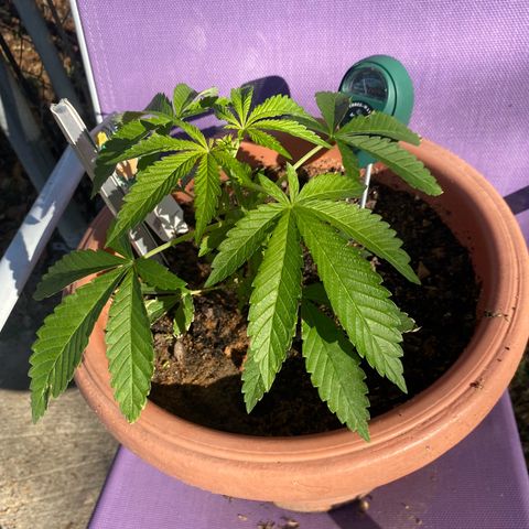Audrey Marie growlog photo: Huge beautiful sunlight and she’s showing how big she wants to be! You are a true beauty Audrey