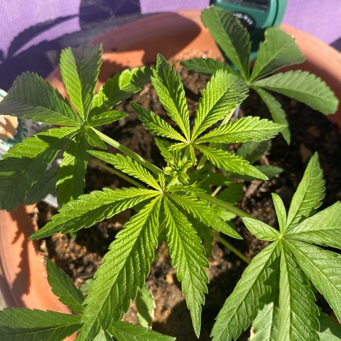 Audrey Marie growlog timeline photo