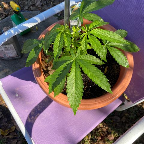 Audrey Marie growlog photo: Mrs Audrey is making fabulous progress! She is a proud female and she will be my medicine woman. 