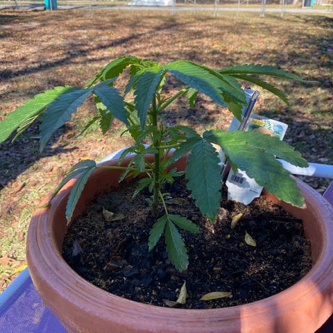 Audrey Marie growlog photo: Mrs Audrey is making fabulous progress! She is a proud female and she will be my medicine woman. 