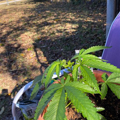 Audrey Marie growlog photo: Mrs Audrey is making fabulous progress! She is a proud female and she will be my medicine woman. 