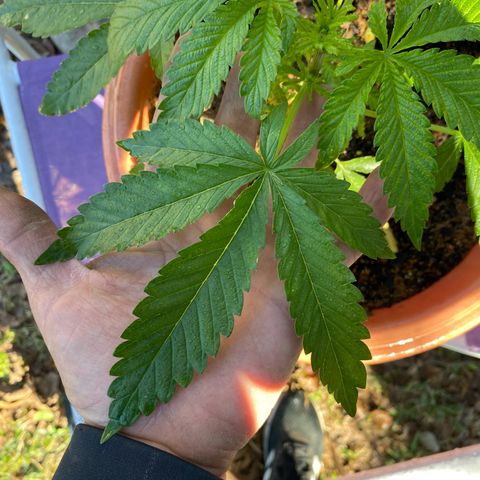 Audrey Marie growlog photo: Mrs Audrey is making fabulous progress! She is a proud female and she will be my medicine woman. 