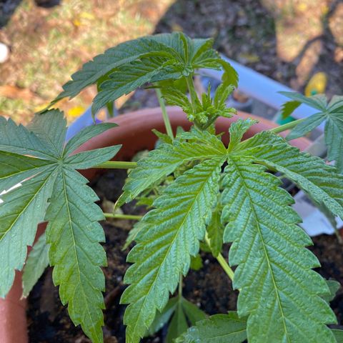Audrey Marie growlog photo: Mrs Audrey is making fabulous progress! She is a proud female and she will be my medicine woman. 