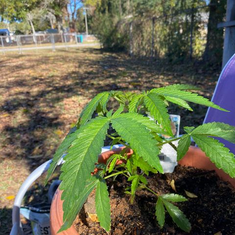 Audrey Marie growlog photo: Mrs Audrey is making fabulous progress! She is a proud female and she will be my medicine woman. 