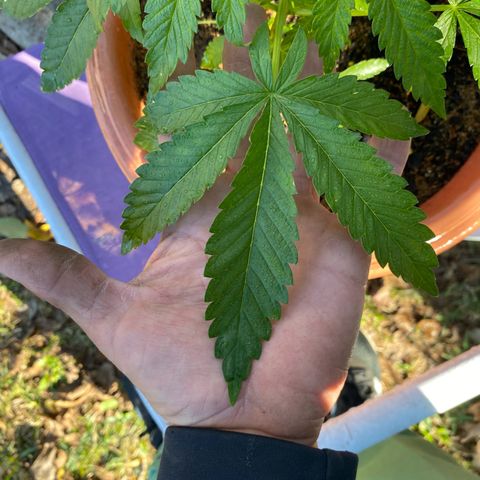 Audrey Marie growlog photo: Mrs Audrey is making fabulous progress! She is a proud female and she will be my medicine woman. 