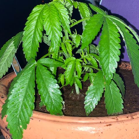 Audrey Marie growlog timeline photo