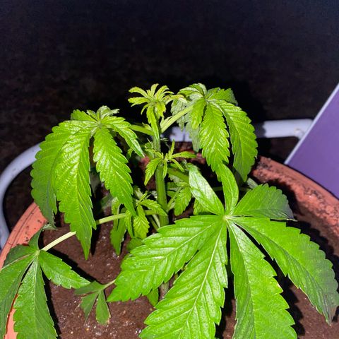 Audrey Marie growlog timeline photo
