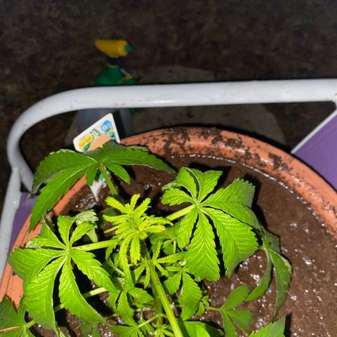 Audrey Marie growlog timeline photo