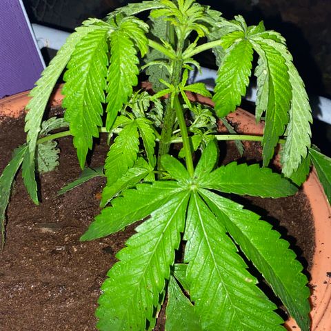 Audrey Marie growlog timeline photo