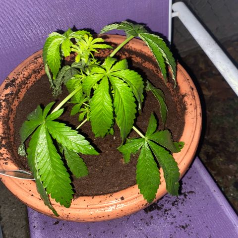 Audrey Marie growlog timeline photo