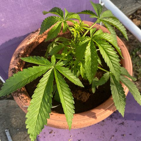 Audrey Marie growlog timeline photo
