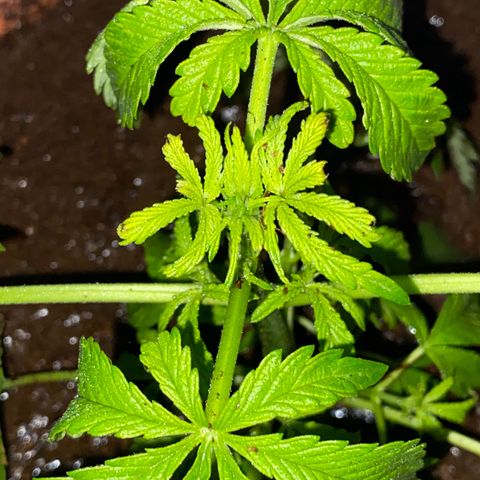 Audrey Marie growlog timeline photo