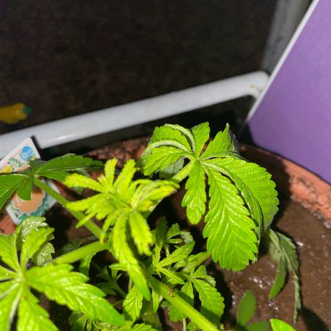 Audrey Marie growlog timeline photo