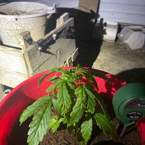 Katherine Ann growlog photo: I quit watering daily. Looks to be too much. Cutting back to watering every other day and none if rain occurs
