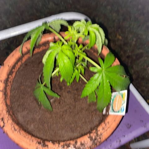 Audrey Marie growlog timeline photo