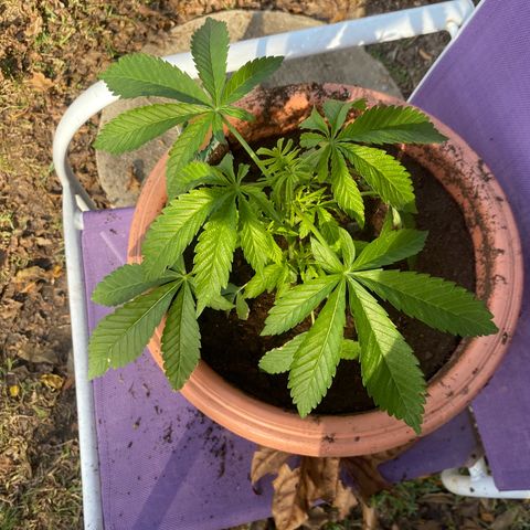 Audrey Marie growlog timeline photo