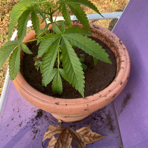 Audrey Marie growlog timeline photo