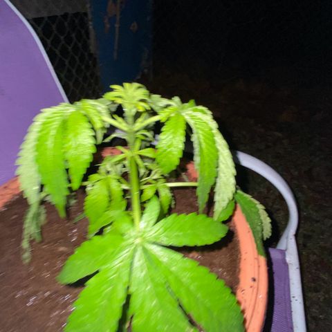 Audrey Marie growlog timeline photo
