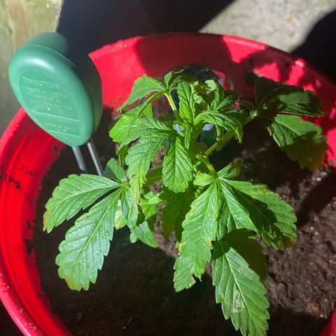 Katherine Ann growlog photo: I quit watering daily. Looks to be too much. Cutting back to watering every other day and none if rain occurs