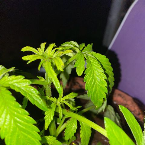Audrey Marie growlog timeline photo