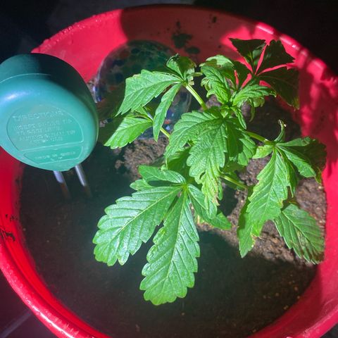 Katherine Ann growlog photo: I quit watering daily. Looks to be too much. Cutting back to watering every other day and none if rain occurs