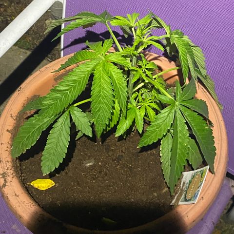 Audrey Marie growlog timeline photo
