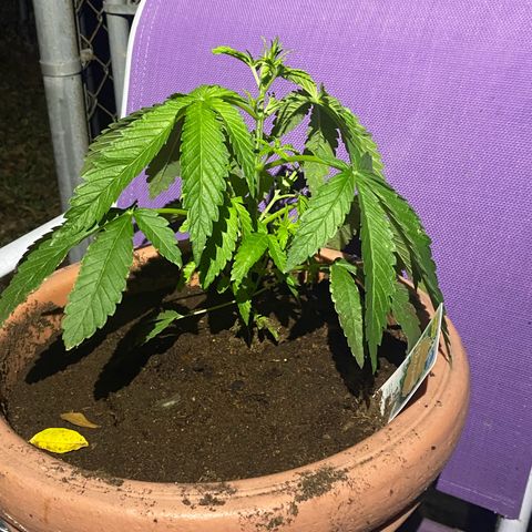 Audrey Marie growlog timeline photo