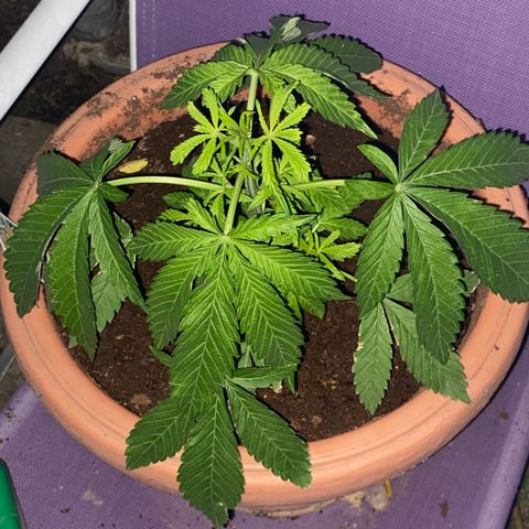 Audrey Marie growlog timeline photo