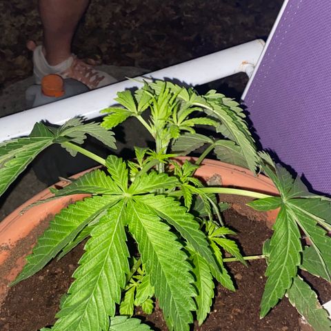 Audrey Marie growlog timeline photo