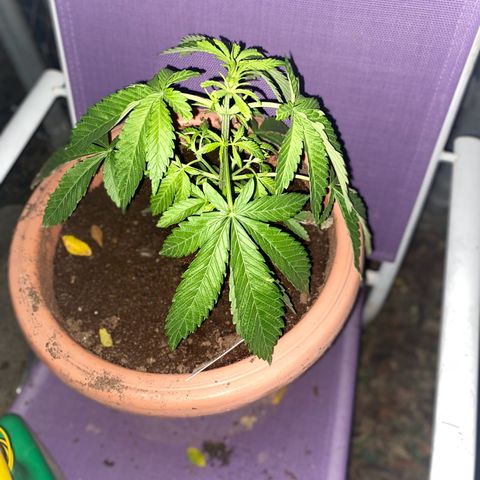 Audrey Marie growlog timeline photo