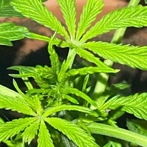 Audrey Marie growlog timeline photo
