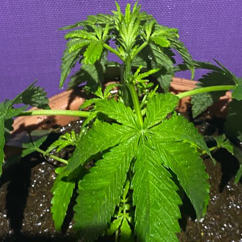 Audrey Marie growlog timeline photo