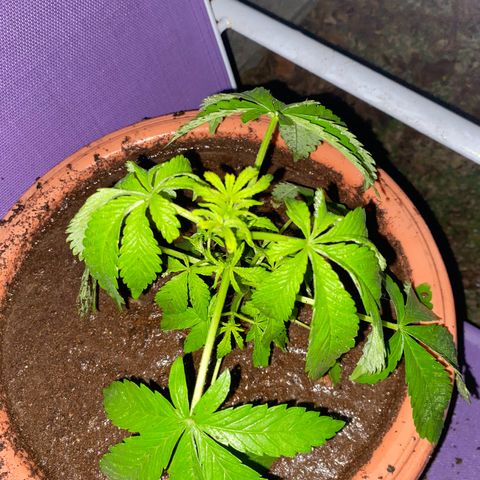 Audrey Marie growlog timeline photo