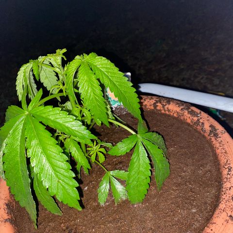 Audrey Marie growlog timeline photo